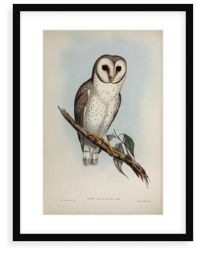 Delicate owl by Henry Constantine Richter; Hullmandel & Walton