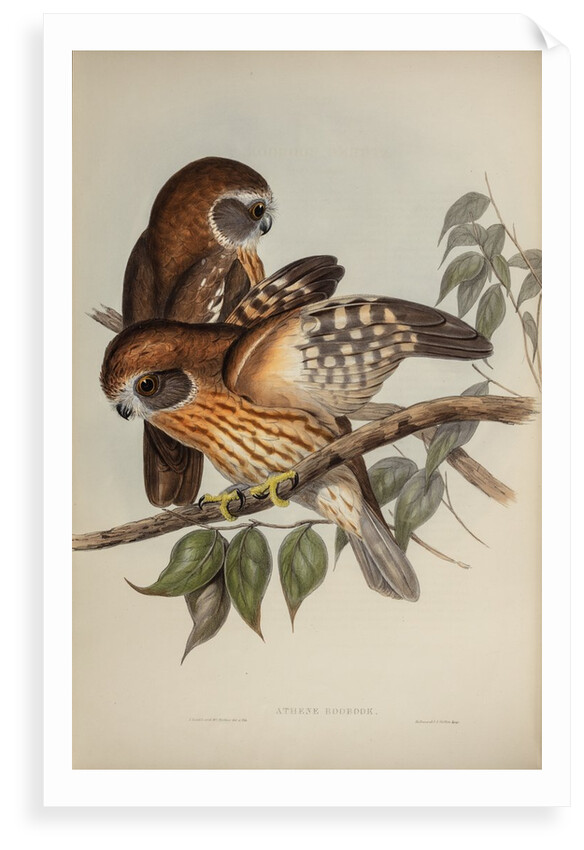 Boobook owl by Henry Constantine Richter; Hullmandel & Walton