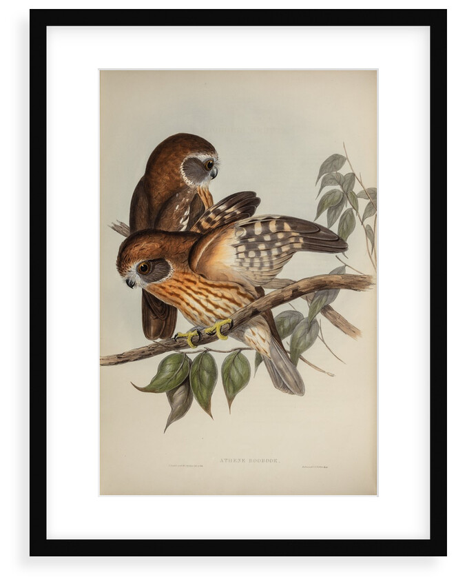 Boobook owl by Henry Constantine Richter; Hullmandel & Walton