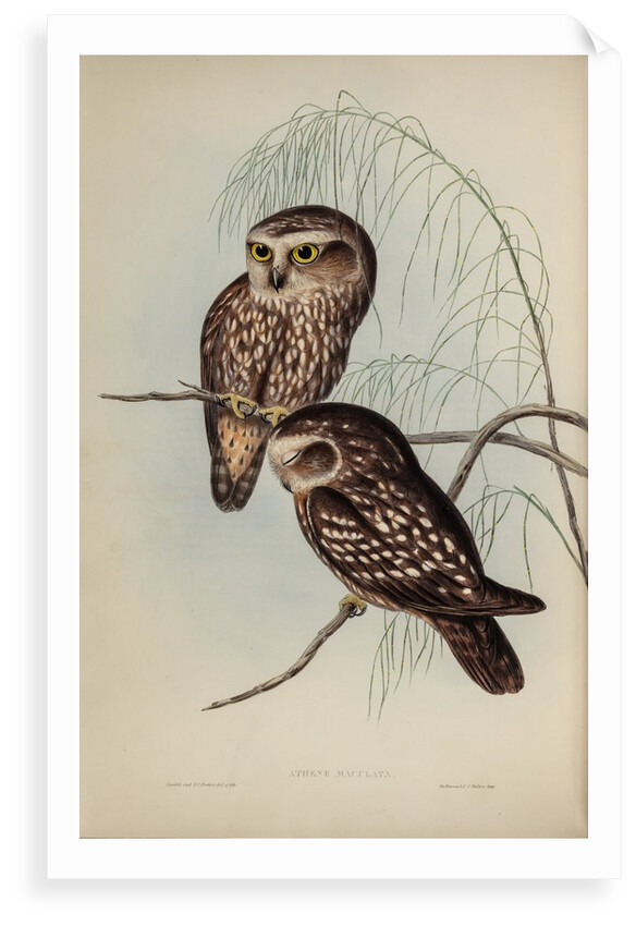 Spotted owl by Henry Constantine Richter; Hullmandel & Walton