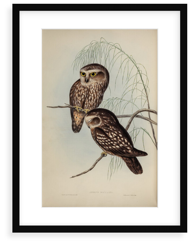 Spotted owl by Henry Constantine Richter; Hullmandel & Walton