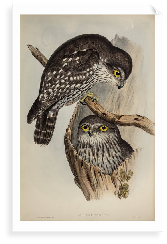 Winking owl by Henry Constantine Richter; Charles Joseph Hullmandel