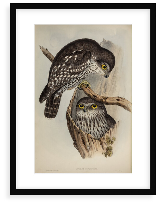Winking owl by Henry Constantine Richter; Charles Joseph Hullmandel