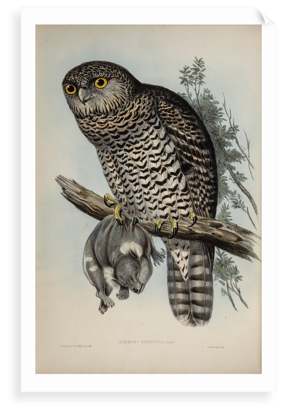 Powerful owl by Henry Constantine Richter; Charles Joseph Hullmandel
