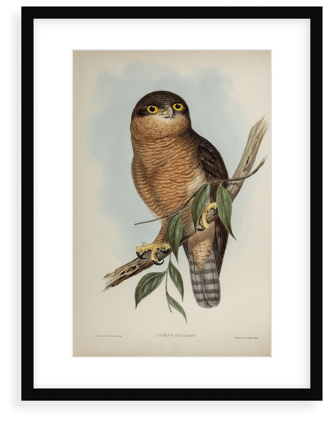 Rufous owl by Henry Constantine Richter; Hullmandel & Walton