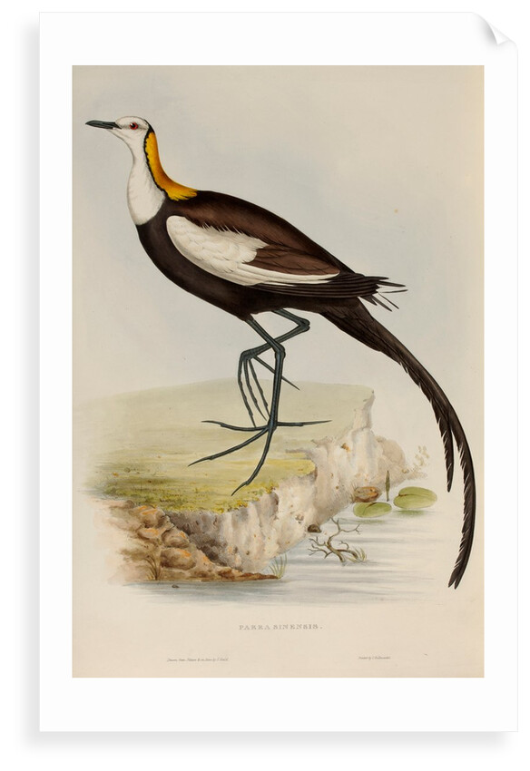 Pheasant-tailed jacana by Elizabeth Gould; Charles Joseph Hullmandel