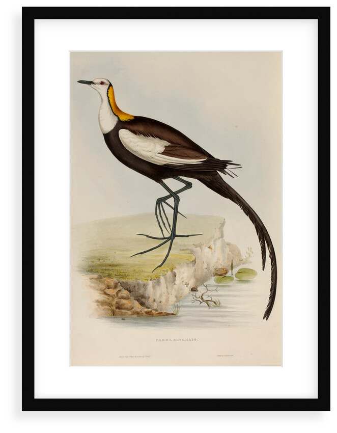 Pheasant-tailed jacana by Elizabeth Gould; Charles Joseph Hullmandel