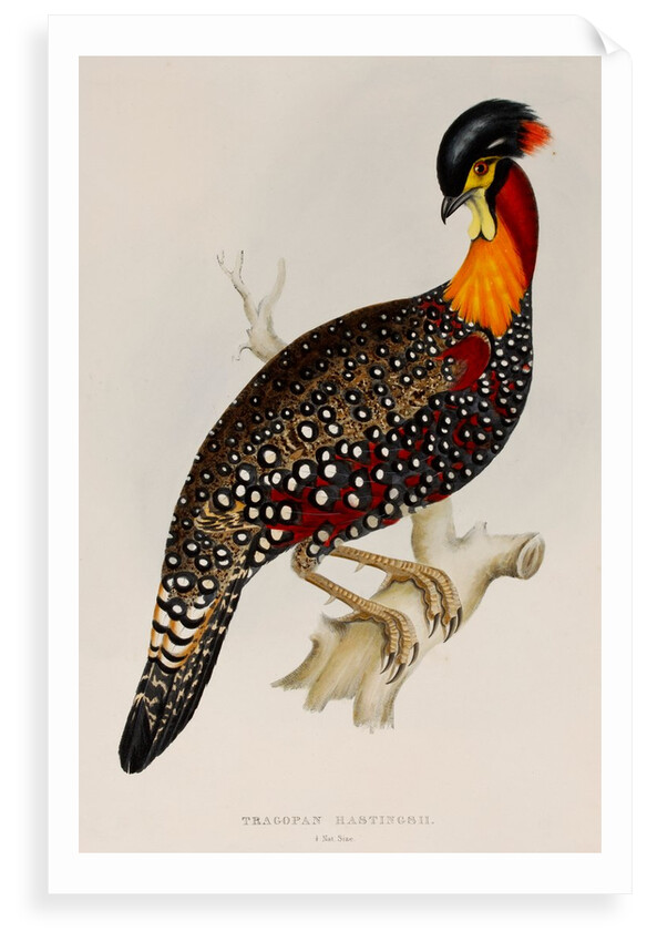 Western tragopan by Elizabeth Gould; Charles Joseph Hullmandel