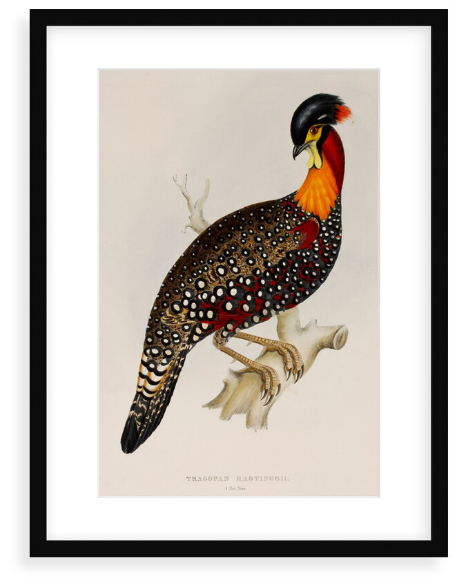 Western tragopan by Elizabeth Gould; Charles Joseph Hullmandel