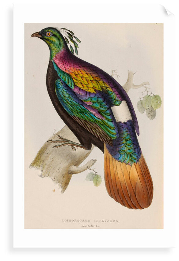 Himalayan monal by Elizabeth Gould; Charles Joseph Hullmandel