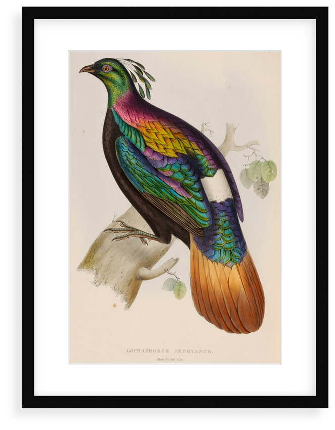 Himalayan monal by Elizabeth Gould; Charles Joseph Hullmandel