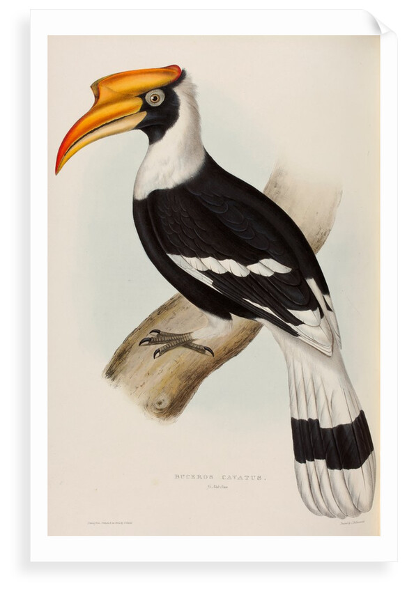 Great hornbill by Elizabeth Gould; Charles Joseph Hullmandel