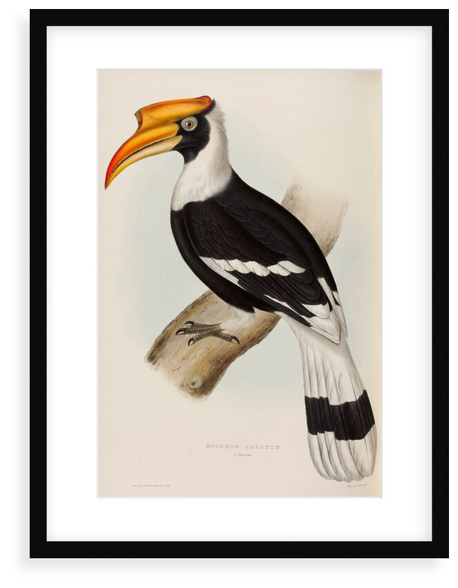 Great hornbill by Elizabeth Gould; Charles Joseph Hullmandel