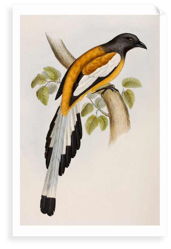 Rufous treepie by Elizabeth Gould; Charles Joseph Hullmandel