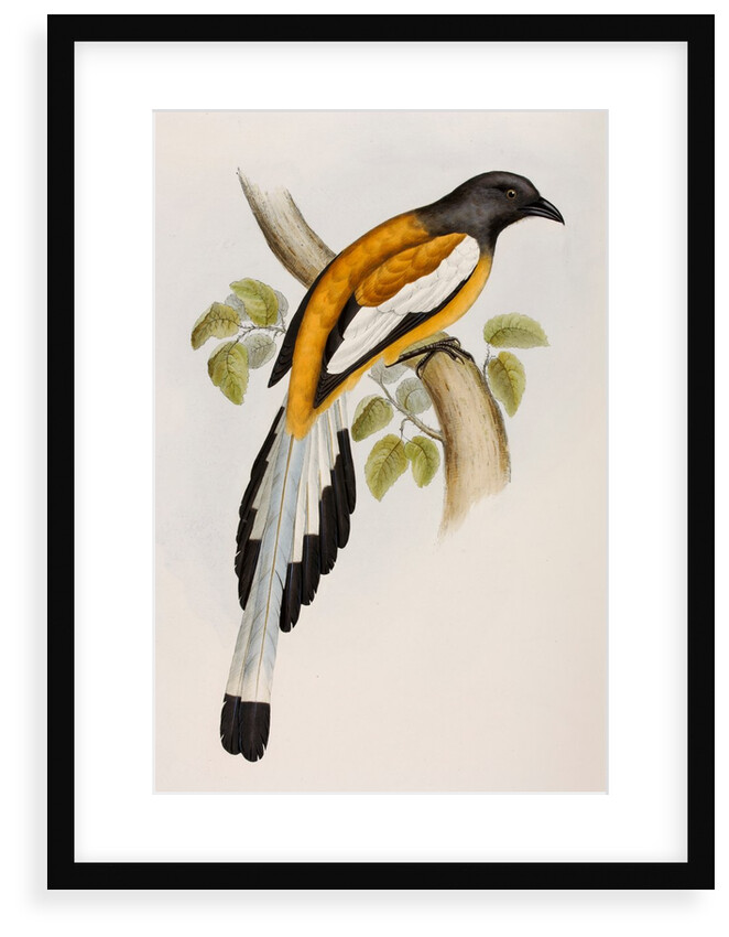 Rufous treepie by Elizabeth Gould; Charles Joseph Hullmandel