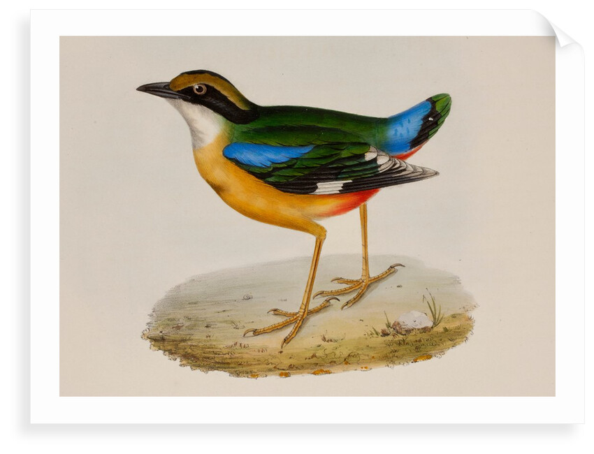 Indian pitta by Elizabeth Gould; Charles Joseph Hullmandel