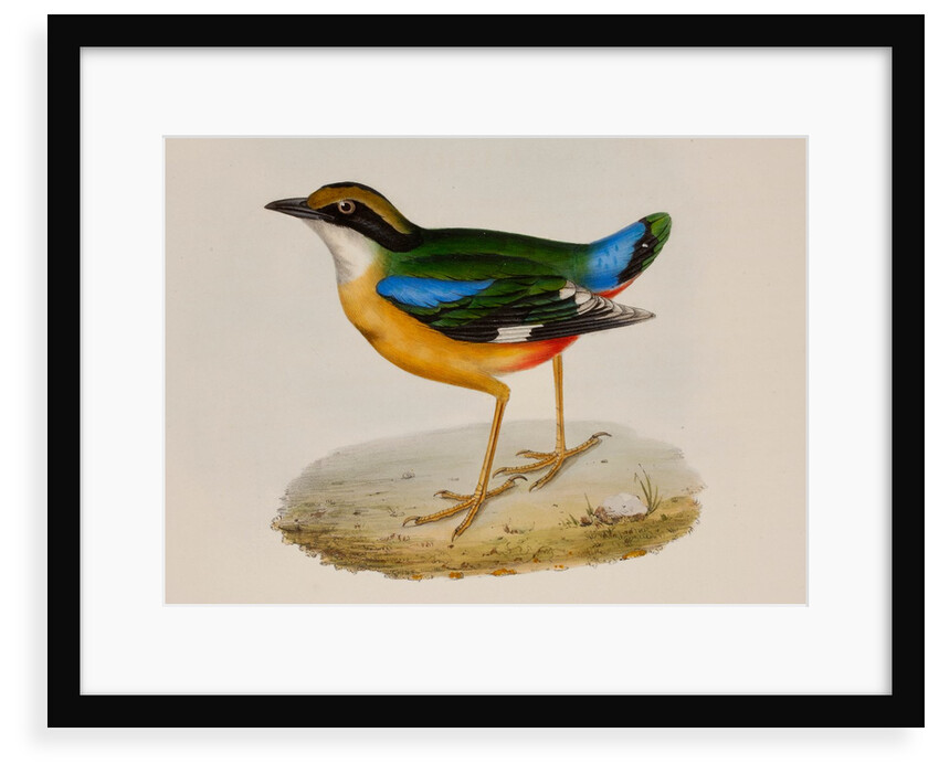 Indian pitta by Elizabeth Gould; Charles Joseph Hullmandel