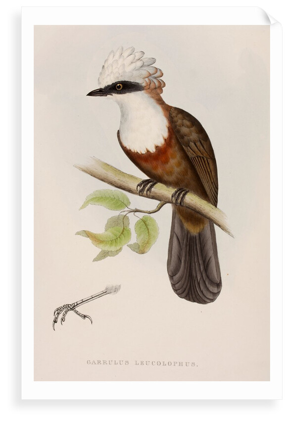White-crested laughingthrush by Elizabeth Gould; Charles Joseph Hullmandel