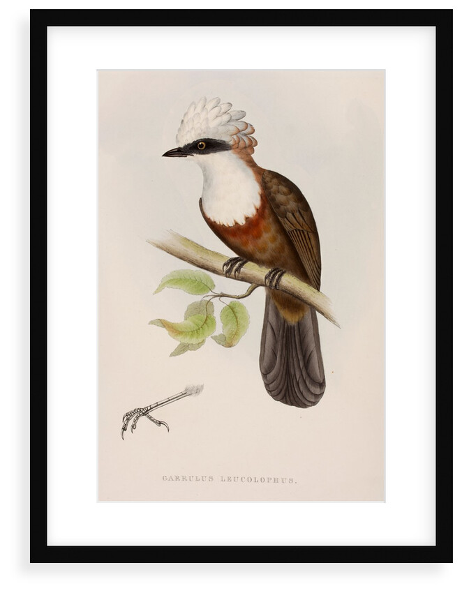 White-crested laughingthrush by Elizabeth Gould; Charles Joseph Hullmandel