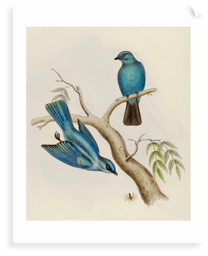 Indian flycatcher by Elizabeth Gould; Charles Joseph Hullmandel
