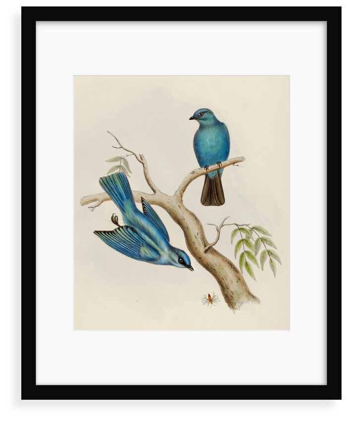 Indian flycatcher by Elizabeth Gould; Charles Joseph Hullmandel