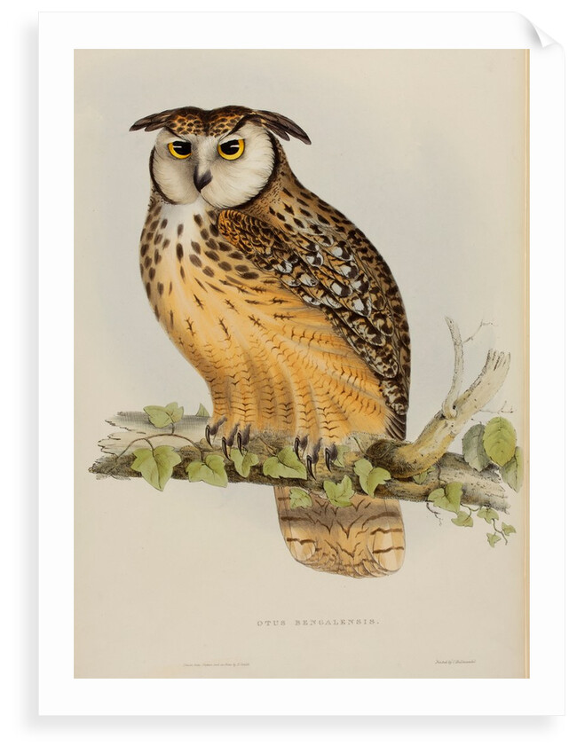Rock eagle-owl by Elizabeth Gould; Charles Joseph Hullmandel