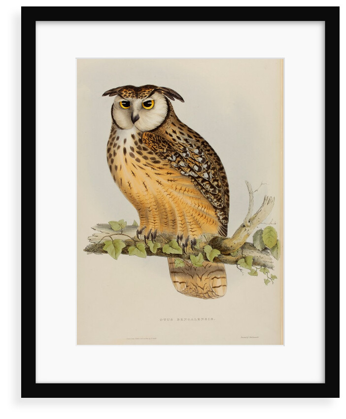 Rock eagle-owl by Elizabeth Gould; Charles Joseph Hullmandel