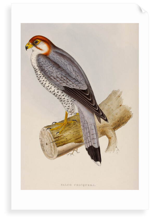 Red-necked falcon by Elizabeth Gould; Charles Joseph Hullmandel