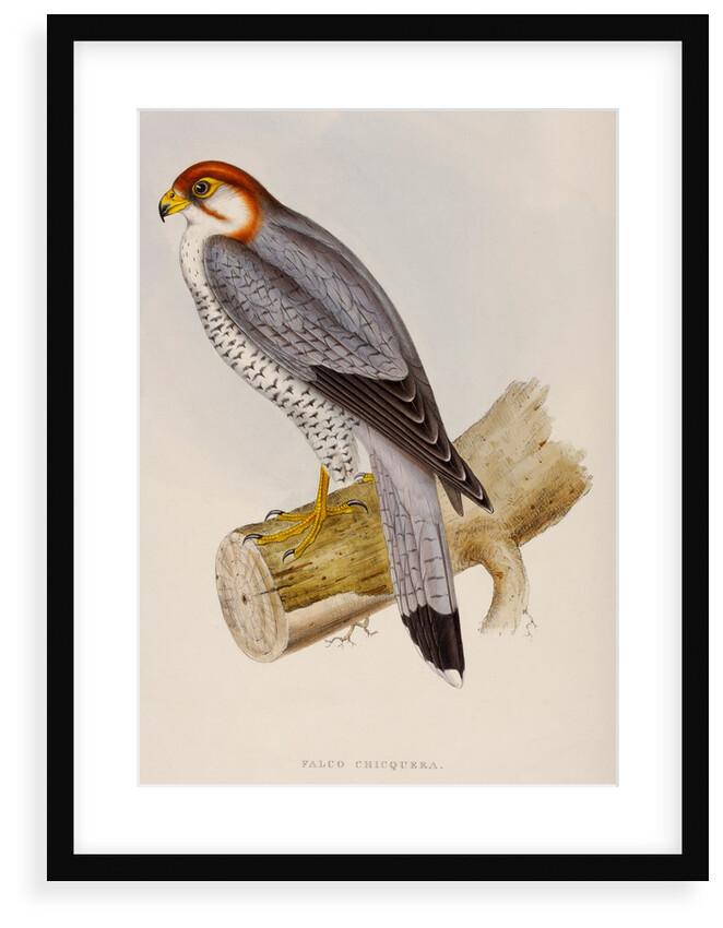 Red-necked falcon by Elizabeth Gould; Charles Joseph Hullmandel