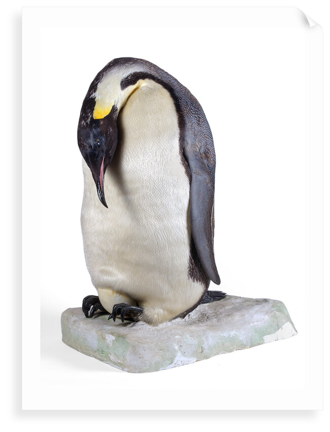 Emperor penguin by Anonymous