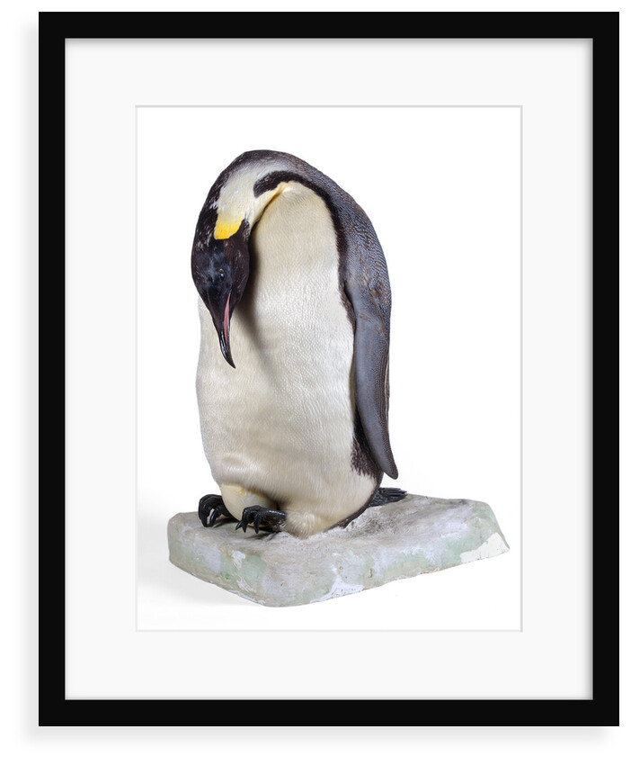 Emperor penguin by Anonymous