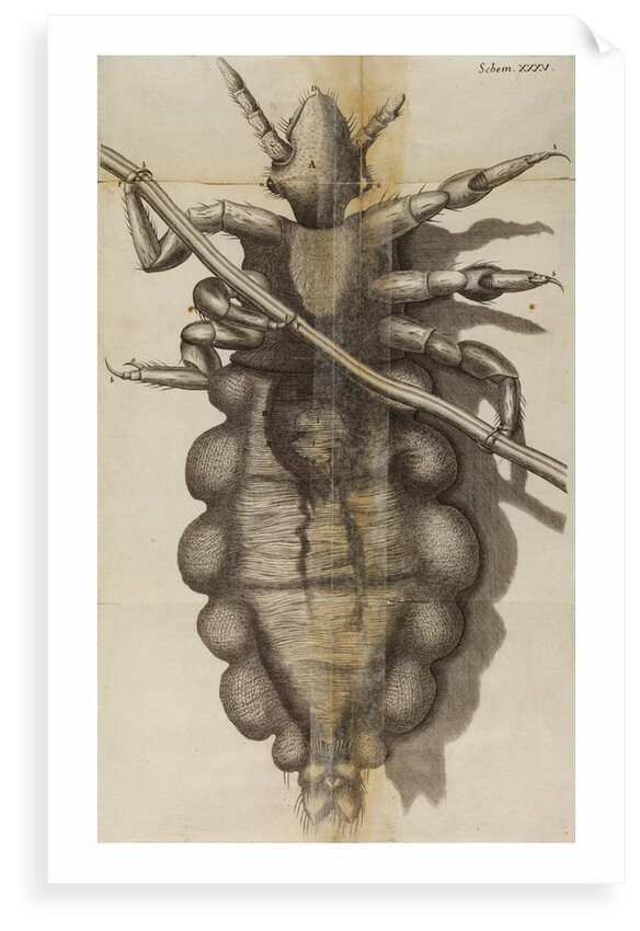 Microscopic view of a louse by Robert Hooke