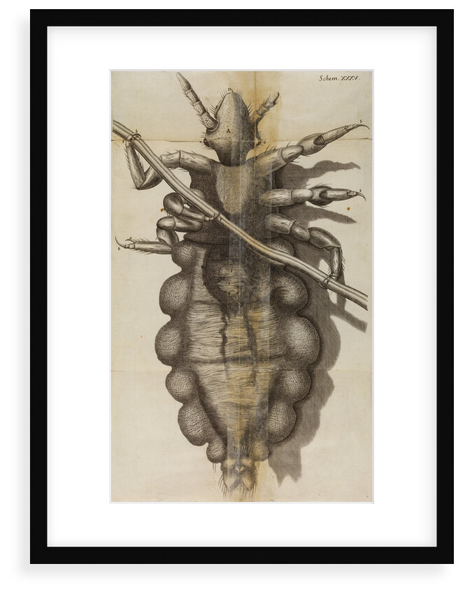Microscopic view of a louse by Robert Hooke