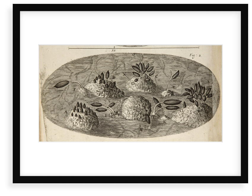 Microscopic view of blight on a rose leaf by Robert Hooke