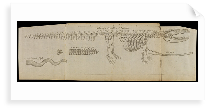 A crocodile skeleton in the Royal Society's Repository by Anonymous