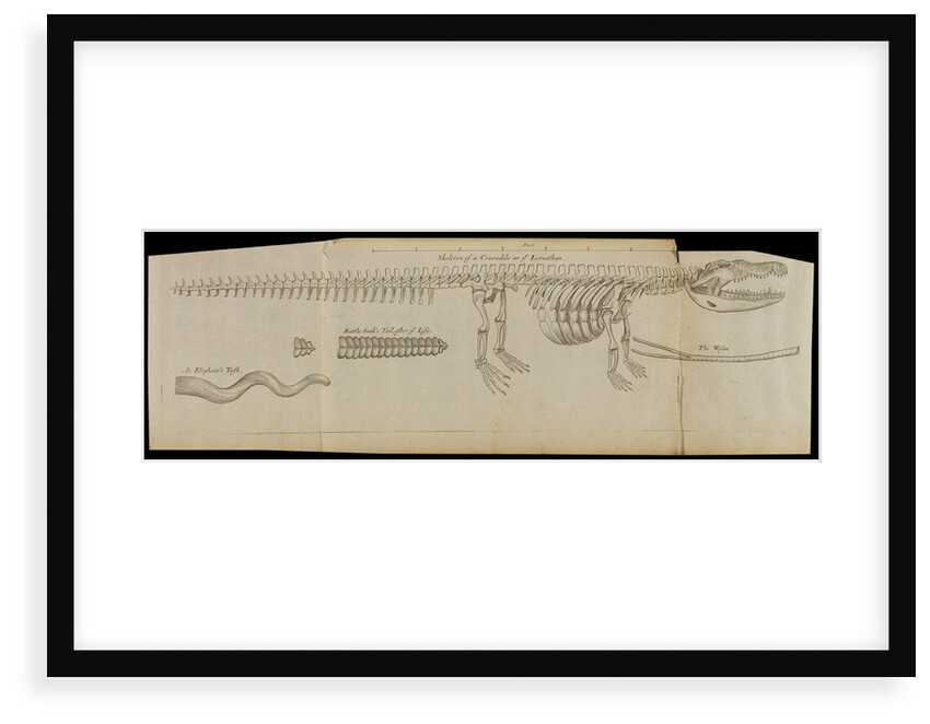 A crocodile skeleton in the Royal Society's Repository by Anonymous