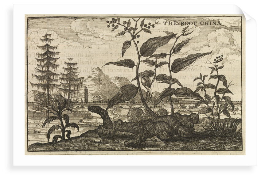 'The Root China' by Wenceslaus Hollar