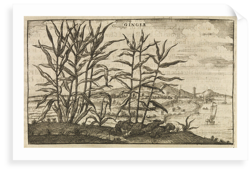 'Ginger' by Wenceslaus Hollar