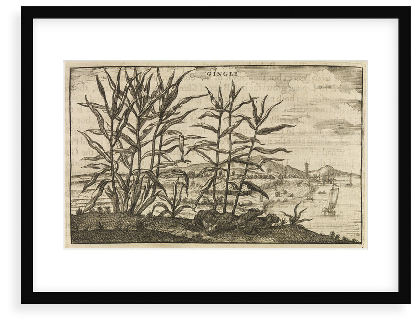 'Ginger' by Wenceslaus Hollar
