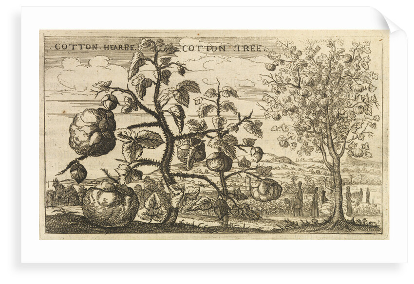 'Cotton Tree' by Wenceslaus Hollar