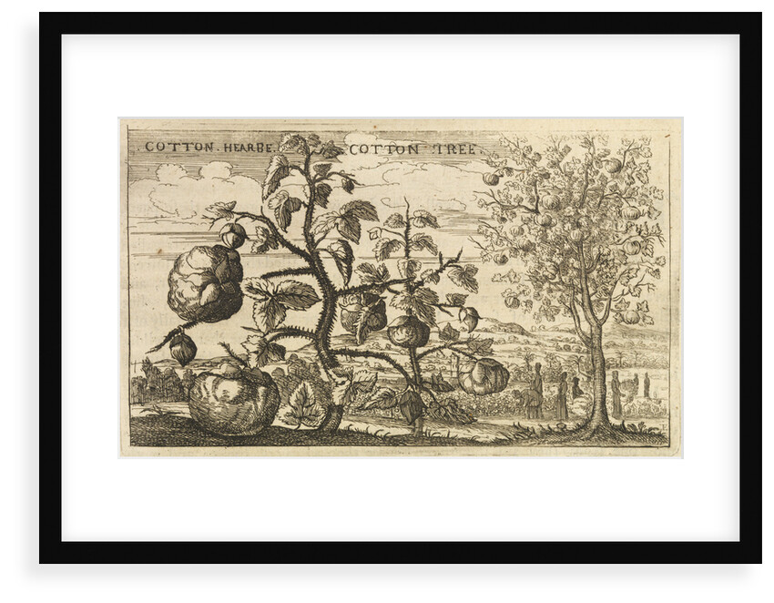 'Cotton Tree' by Wenceslaus Hollar