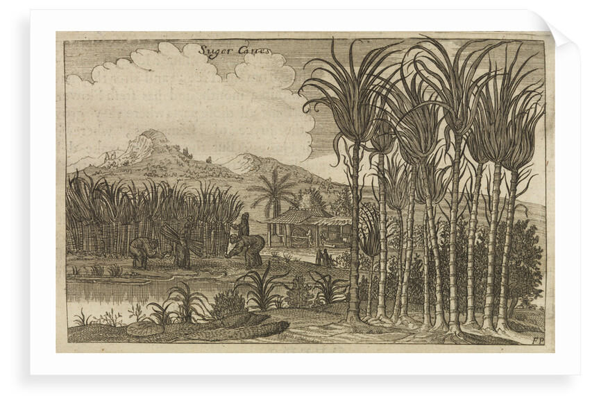 'Sugar canes' by Wenceslaus Hollar