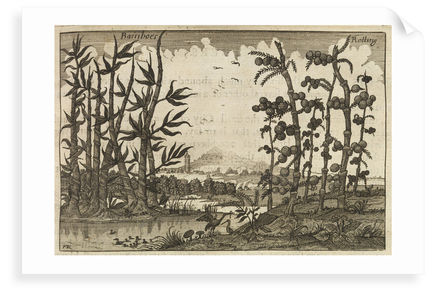 'Bamboes' [Bamboo] by Wenceslaus Hollar