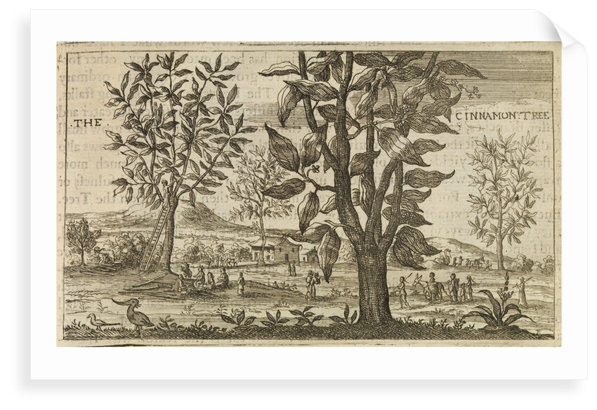 'The Cinnamon Tree' by Wenceslaus Hollar