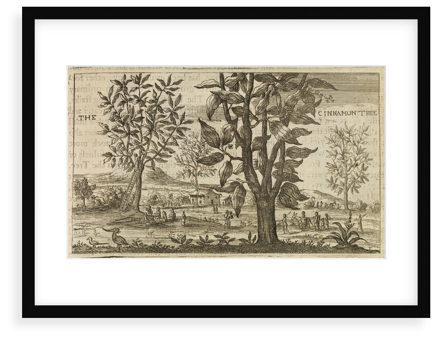 'The Cinnamon Tree' by Wenceslaus Hollar