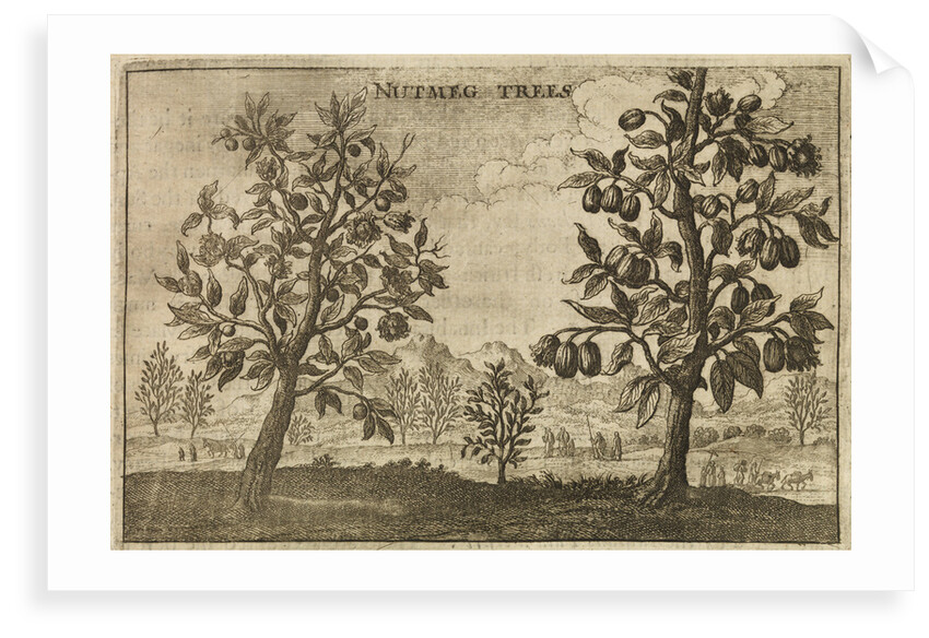 'Nutmeg Trees' by Wenceslaus Hollar