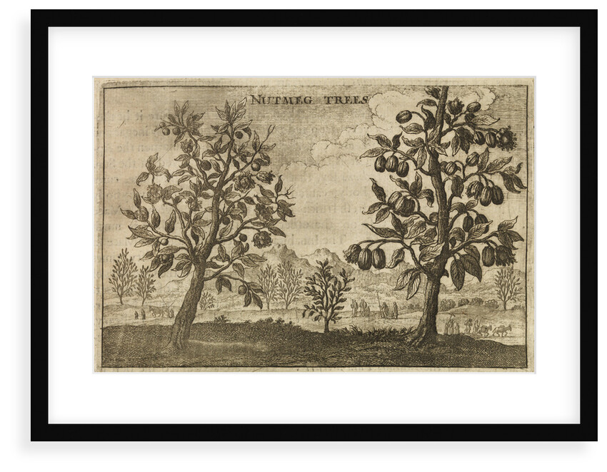 'Nutmeg Trees' by Wenceslaus Hollar
