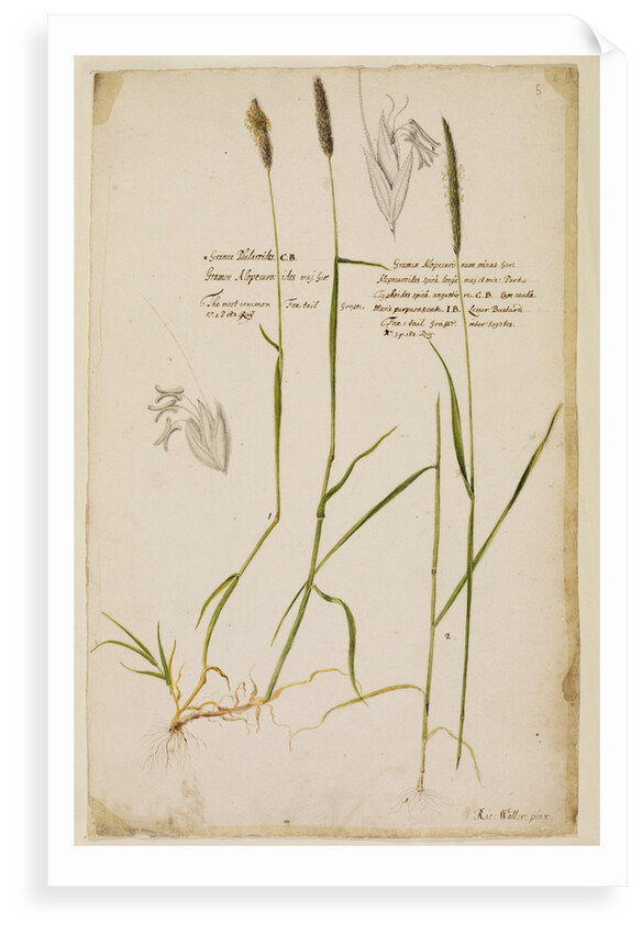 Fox tail grass by Richard Waller