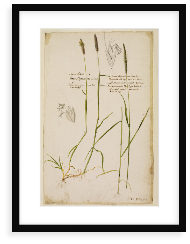 Fox tail grass by Richard Waller