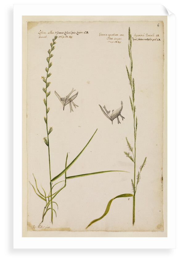 Darnel and flote grass by Richard Waller